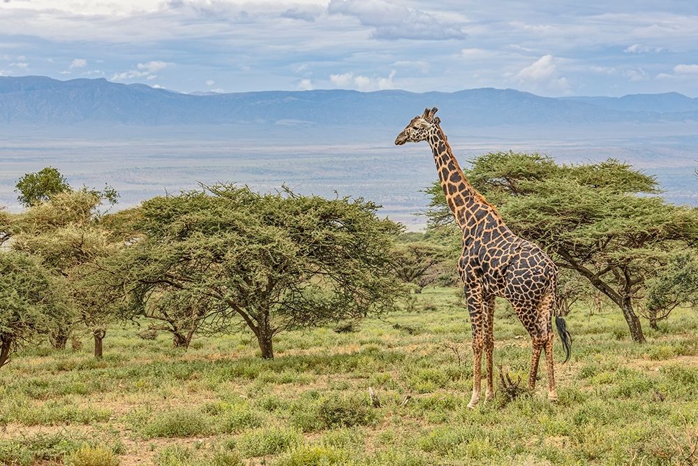 Masai Giraffe grazing on acacia tree-Ngorongoro Conservation Area-Tanzania-Arica art print by Adam Jones for $57.95 CAD